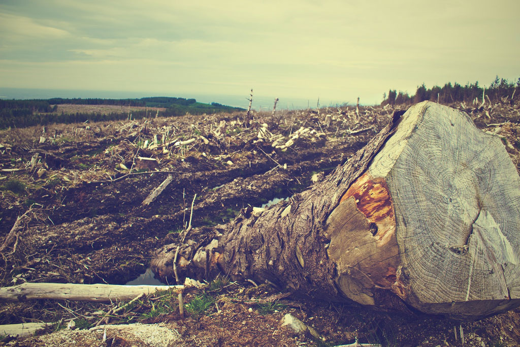 Exploitment International Day for Preventing the Exploitation of the Environment in ...